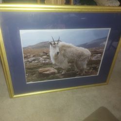 Nice Framed Mountain Goat Pucture