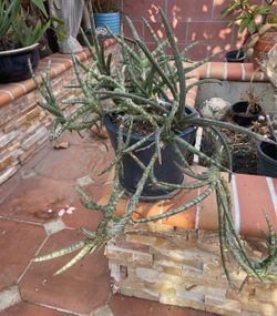 Snake walking plant