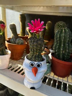Cactus mentón enano hibrido