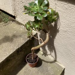 Succulent Tree Aeonium