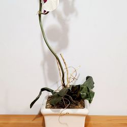 Orchard Artificial Potted Plant 23"