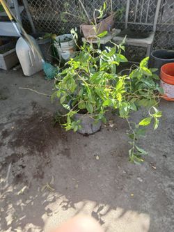 Muicle $40