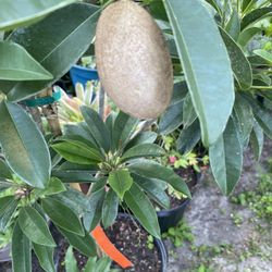 Alano sapodilla 