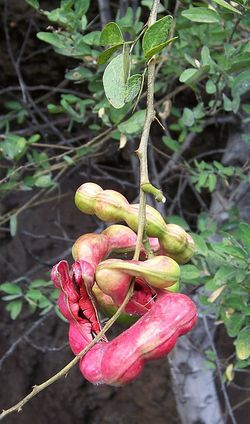 Manila tamarind, Goras Amli or Vilayati Amli 3 ft tall seedlings well rooted in 6 in pot  