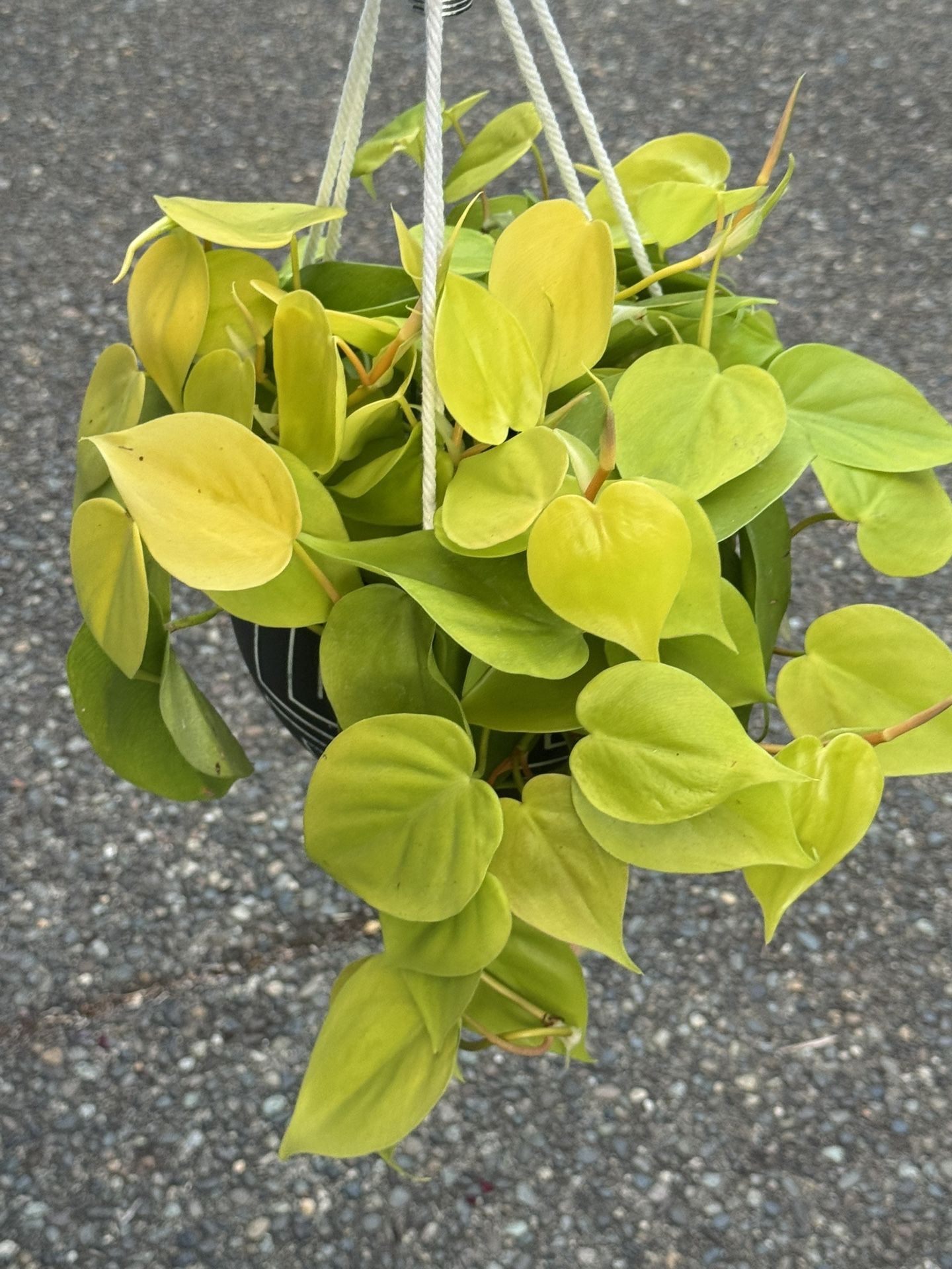 Philodendron Lime In Ceramic Decor Pot With Macrame
