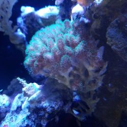 6x4" Pocillapora Reef Decoration 
