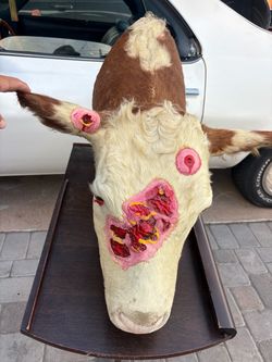 Taxidermy Cow Head Mount with Artwork