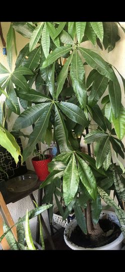 MONEY TREE OVER 10 Ft Tall $300