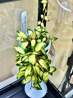 Hoya Lacunosa variegated