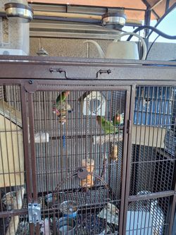 Birth Gauge Included Everything With Four PARROTS