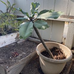 Potted Plumeria.  Unsure Of Flower Color. Located in North Park 92104 