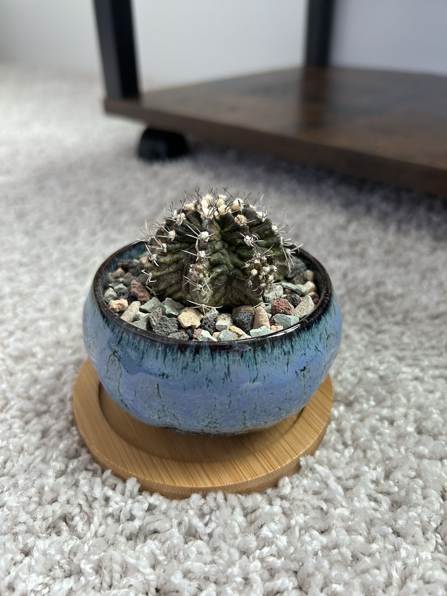 gymnocalycium mihanovichii Trex Cactus