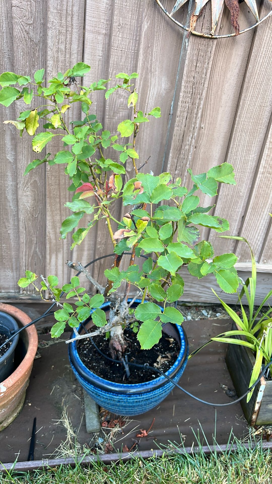 Rose In Ceramic Pot