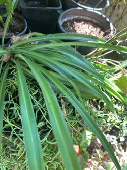 Planta liston