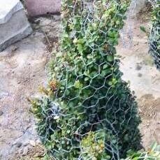 Custom & Stock Topiaries  I AM TAKING ORDERS - N o w !  Unique Decorations And Thoughtful Gifts!!! 