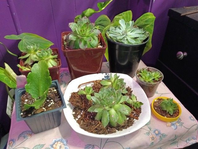 Free With Any Purchase Of Plant