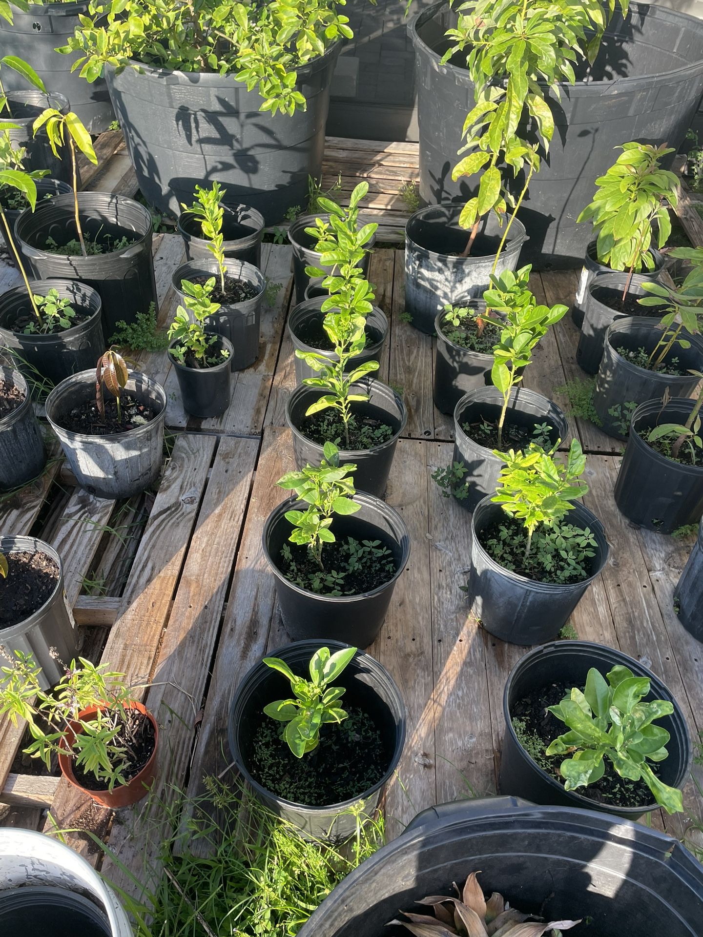 Plants. Avocado. Mango. Lemon.