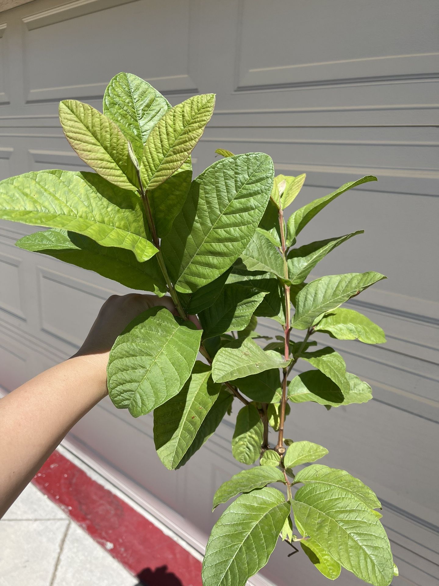 Healthy Thai Guava Fruit Tree Plant