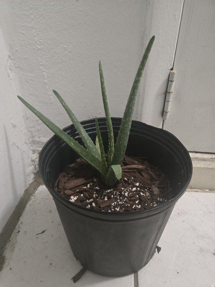 Aloe Vera plant