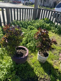 Plants