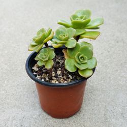 Succulents plants 🪴