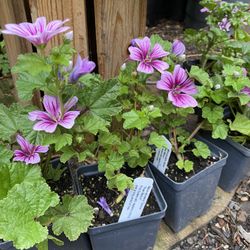 Rose Mallow Perennial Plants