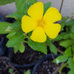 *$1 to $4* Yellow Buttercup Plants - Details Below 🔻