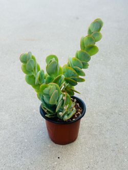 Succulents plants 🪴
