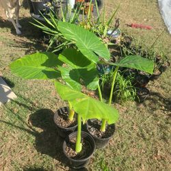 Assorted Tropical And Potted Plants
