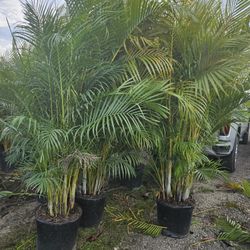 huge arecas over 8 to 9 feet talll Instant Privacy Hedge For Fence 