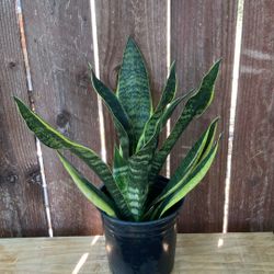 1Gallon Sansevieria Snake Plant.