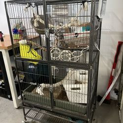 Rodent, Critter, Rat Cage