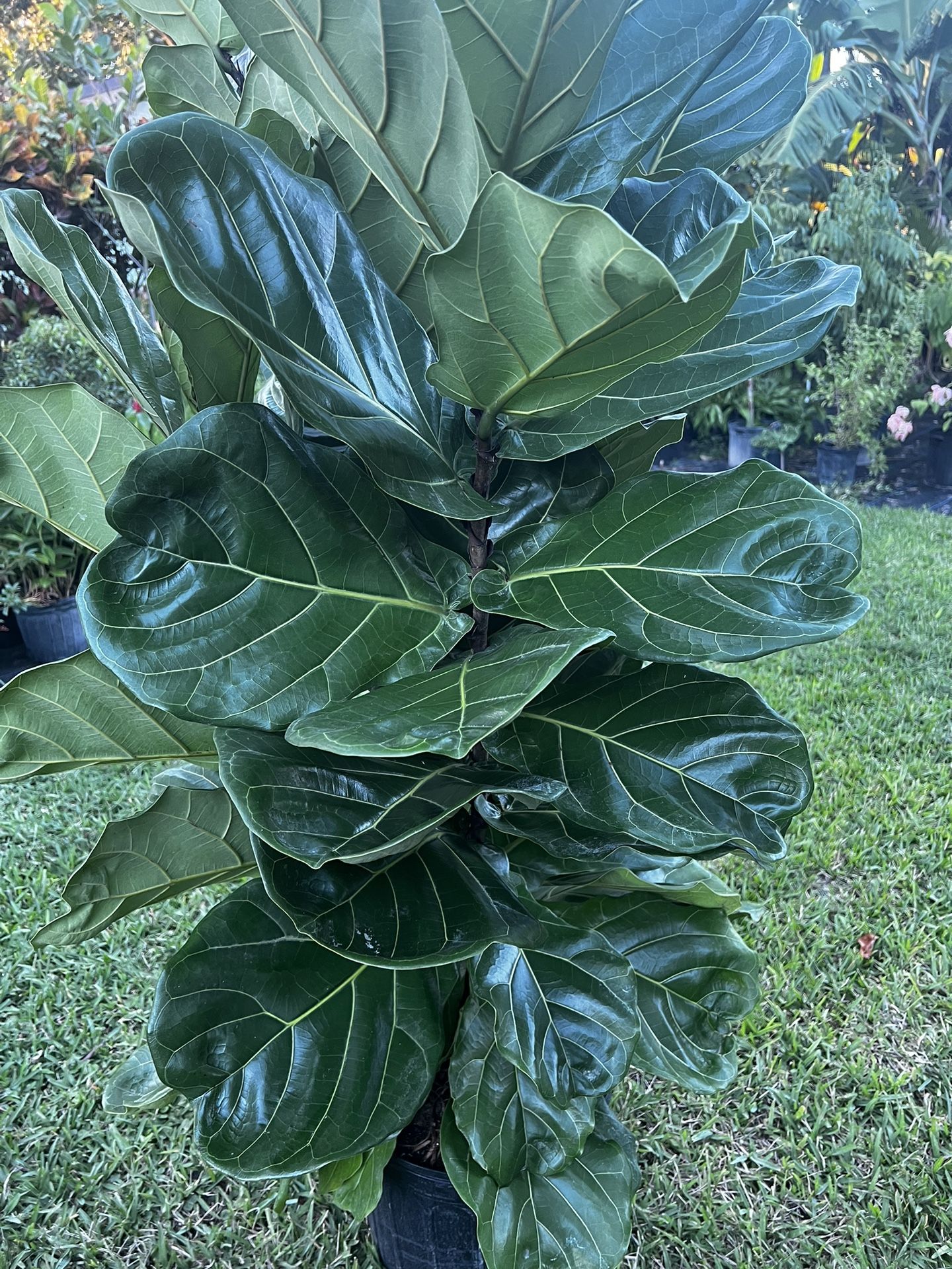 FIDDLE LEAF FIG (Trendy House Plant Air Purifying ) 7 Gallon Pot 5 Ft Tall