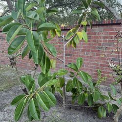 Large rubber tree. Pick up oviedo. We can dig it out, but buyer must transport it. 