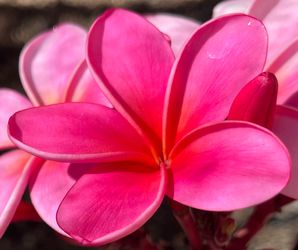 $25 - Beautiful Pink Plumeria With Flowers