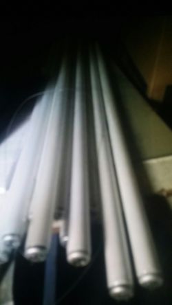 4 ft florescent bulbs