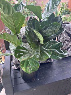 Fiddle leaf plant