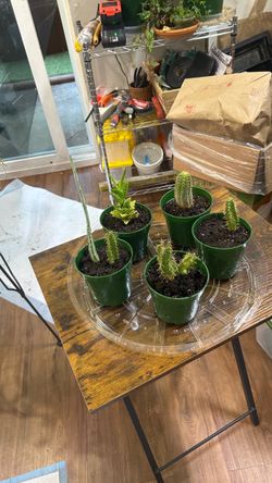 Various small cactus 🌵 $8 each