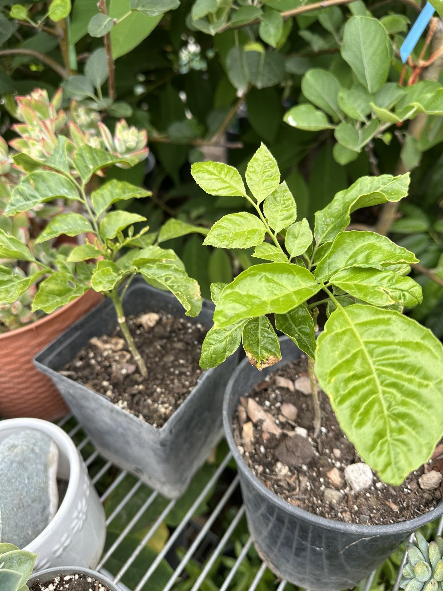 Wampee Fruit Tree Plant