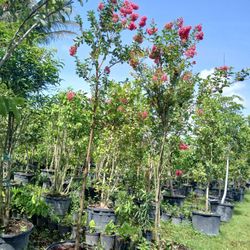 Crape Myrtle Trees Huge Sale $200