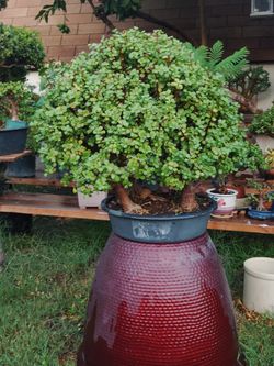 Bonsai Portucalia