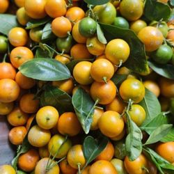 Calamansi Citrus Fruit $4