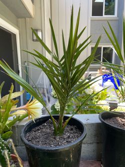 Potted Date Palm Trees