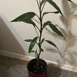 Lucky Bamboo  21” Tall 