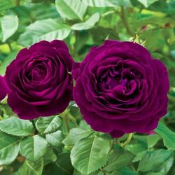 š¹ TWILIGHT ZONE ROSE ā 5 GALLON ⢠BLOOMING NOW! š¹a