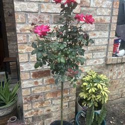 Coach, White Sunglasses, Excellent Condition 