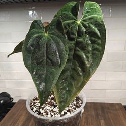 Anthurium Papillilaminum DARK
