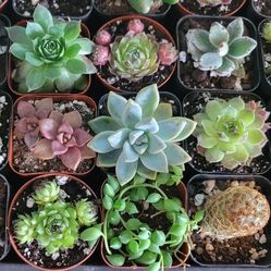 🪴 pLaNts- Succulent, Cactus, Agave, Sansaveria, Sempervivum 