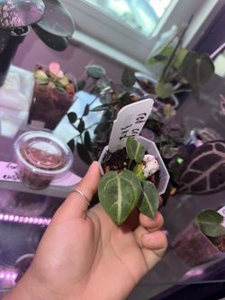 Anthurium Red Crystal 