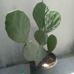 Cactus Plant!!